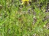   (Centaurea ruthenica)     ( ...
