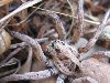   (Lycosa tarantula)