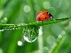 , ,  , ,   , water, dew, water droplets, ...
