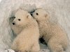   (. Ursus maritimus) (. Polar Bear). 