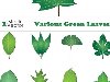    -  Various Green Leaves Vector