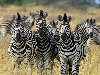 The Hagerman horse is also called the American zebra or Hagerman zebra.