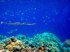 ,   . -. Red Sea Needlefish (Tylosurus choram)