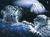    | planet of white leopards