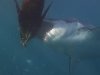    / Planet Carnivore. Great White Shark (2007) HDTVRip ...