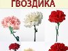 : kaza | : , , 9 , , flower, cloves