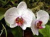      : Cambria Cattleya Cymbidium Dendrobium ...