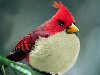 : Angry Birds, , , , 