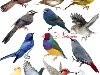  -  | Birds 14 png | 1255x1220px | 15,3 Mb