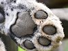 paws 02   (16 ). ? 2. flickr/Tambako the