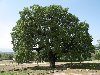   - Quercus ithaburensis Decne - ???? ?????.