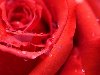rose /  ,    ...