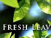   Fresh Leaves -       ( 2.1, ...