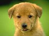        - dogs and puppies wallpaper