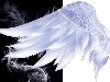 :  | : beautiful wing,  ,  , ...
