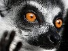     (. Lemur catta)    ...